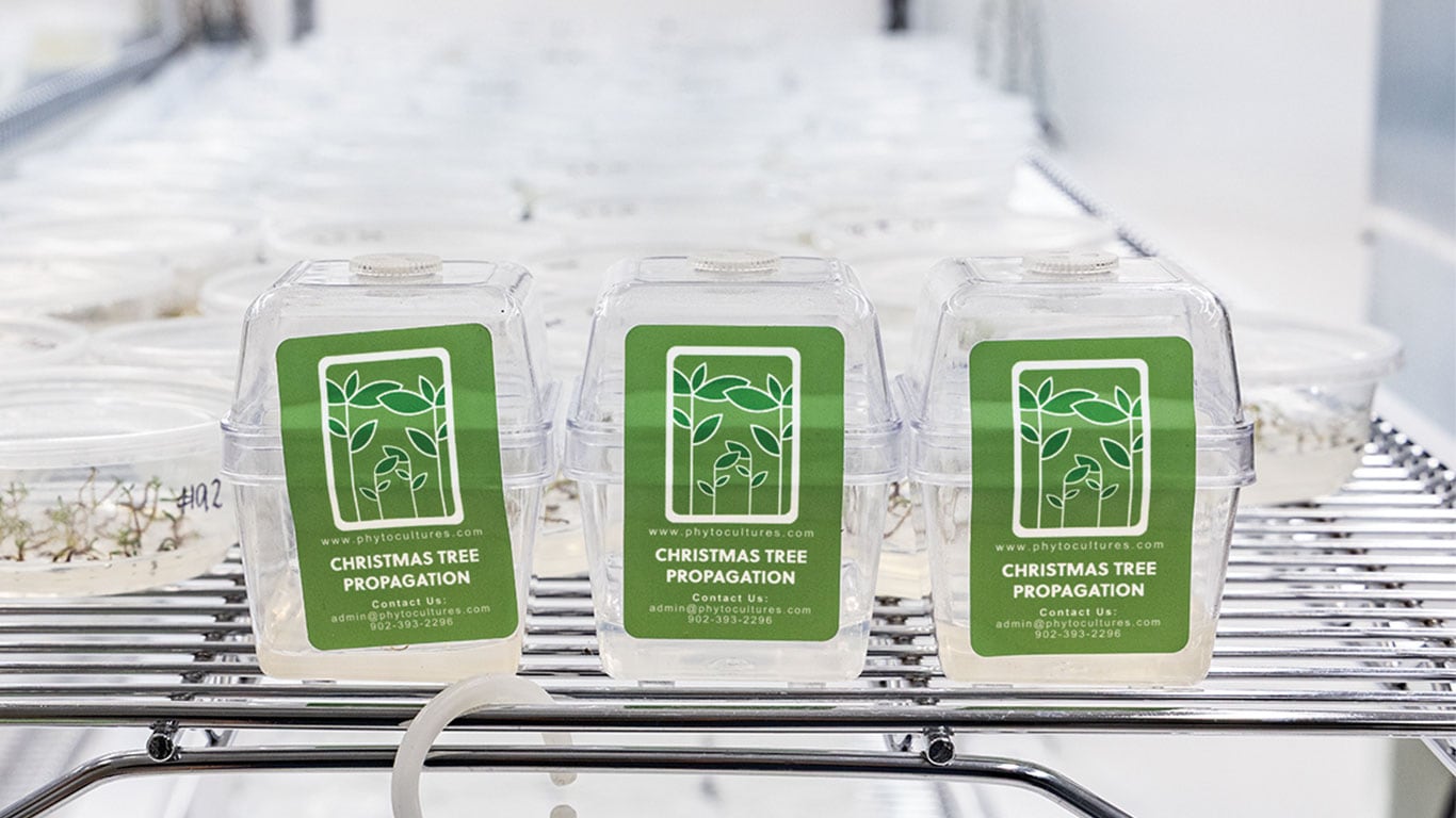 Three labeled containers for Christmas tree propagation on a metal rack in a lab setting.