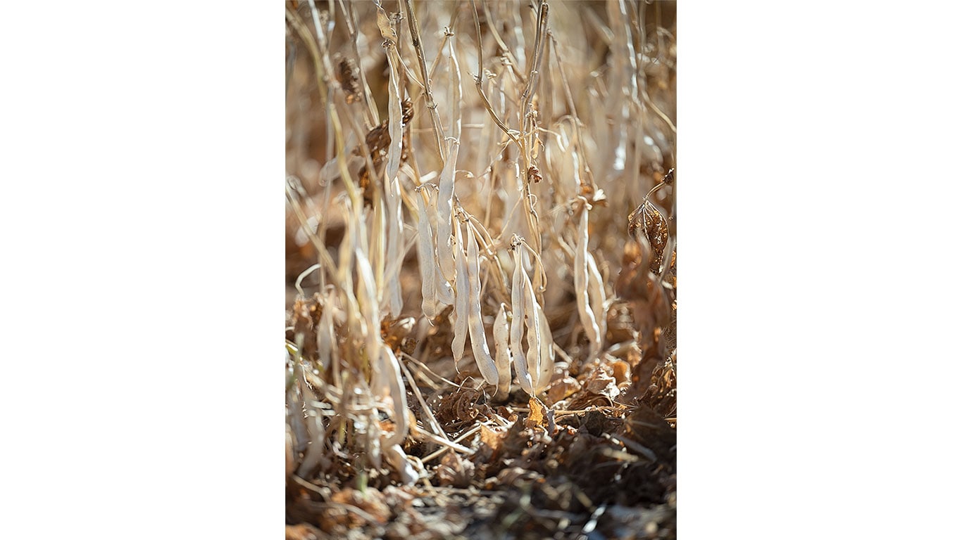 Close-up of dry bean plants with pods hanging among brown stems and leaves in a field.