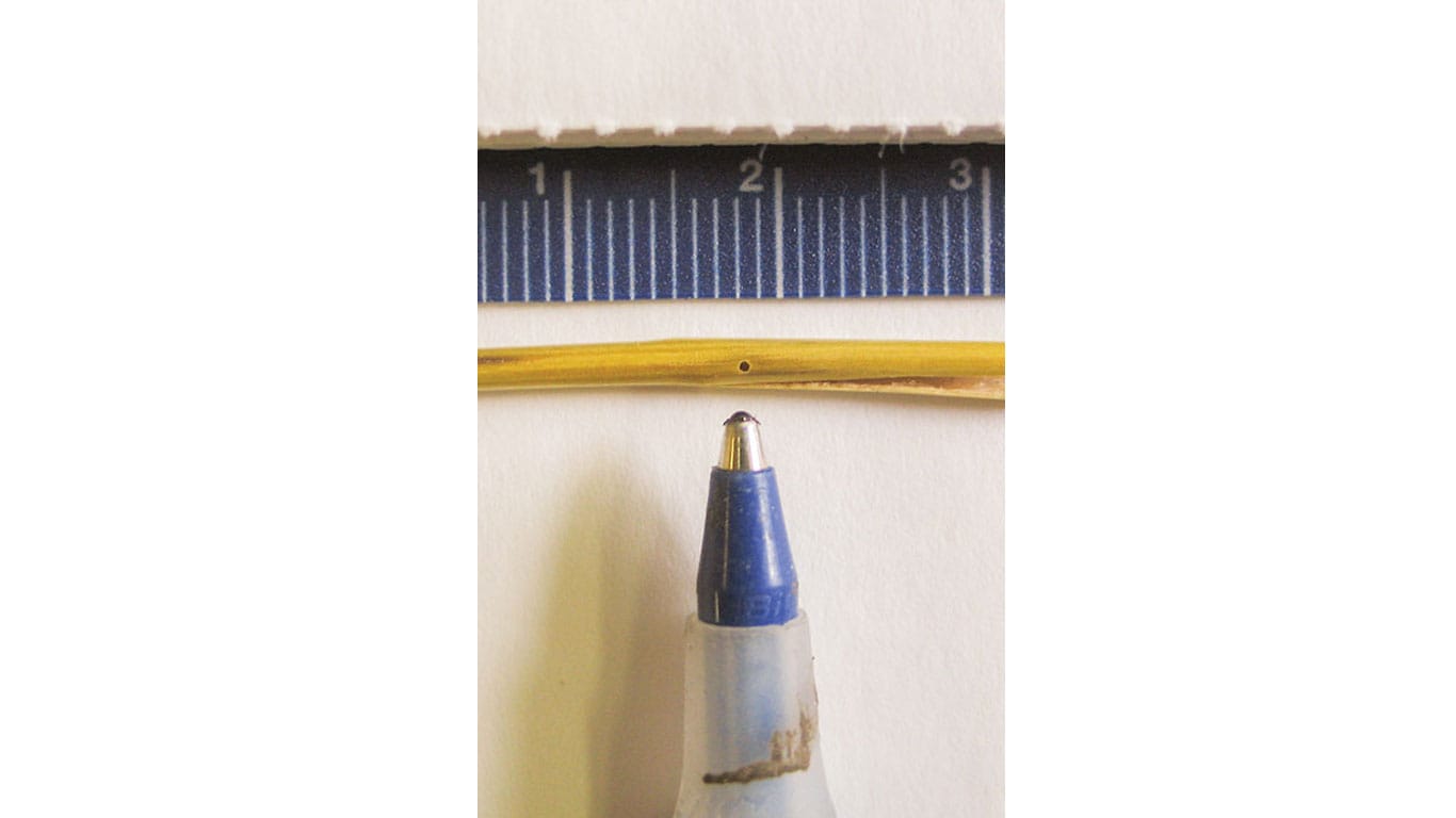 A close-up of a wheat stem with a small hole beside a blue pen and a ruler marked in centimeters.