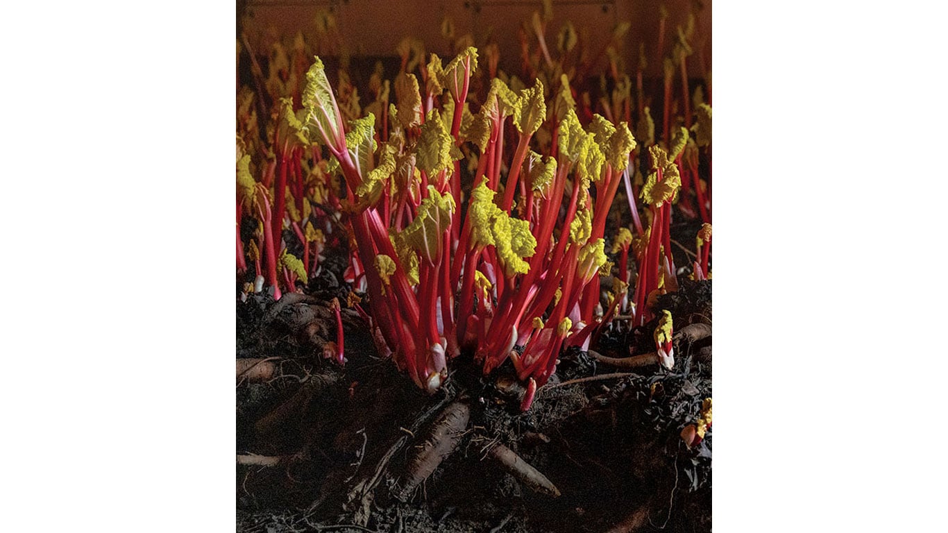 Bright yellow and red rhubarb stalks emerge from dark soil.