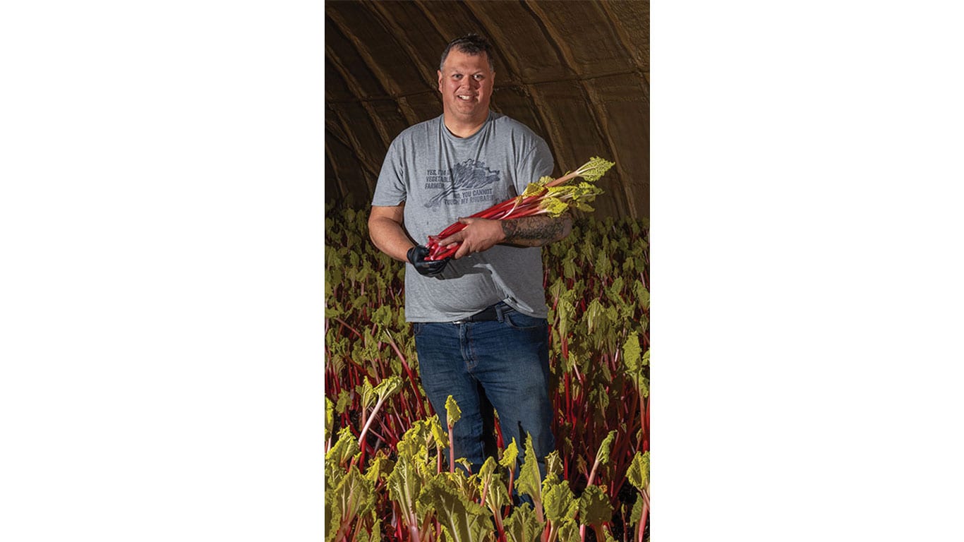 A person standing in a greenhouse, holding freshly harvested rhubarb stalks.