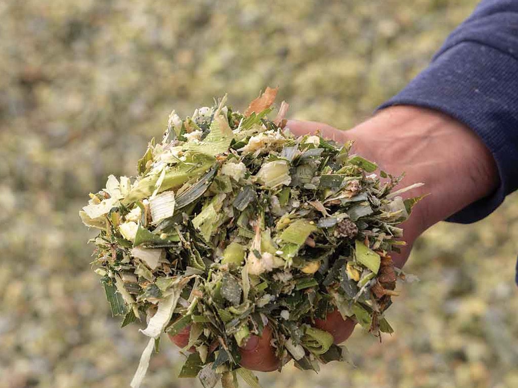 Close-up of a fistful of corn feed