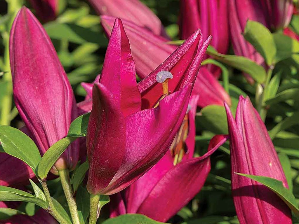 A closeup of blooming flowers