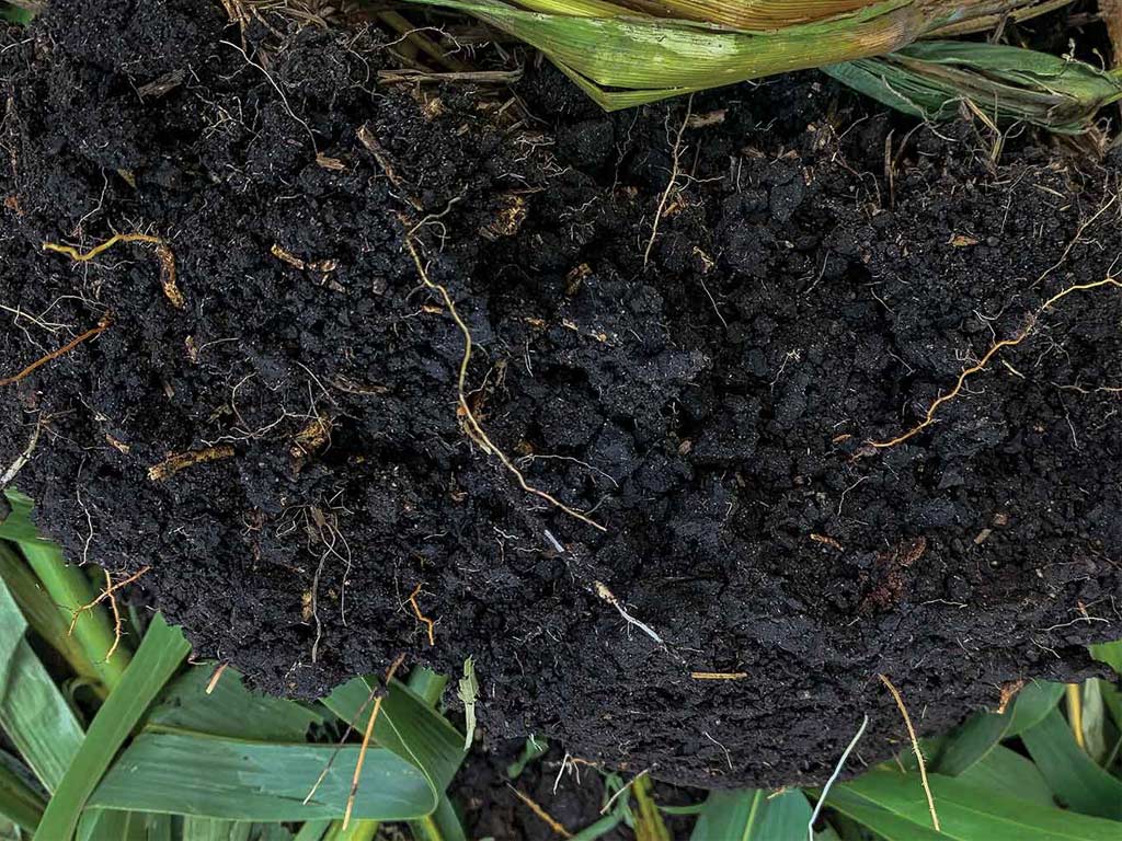 Close-up of soil