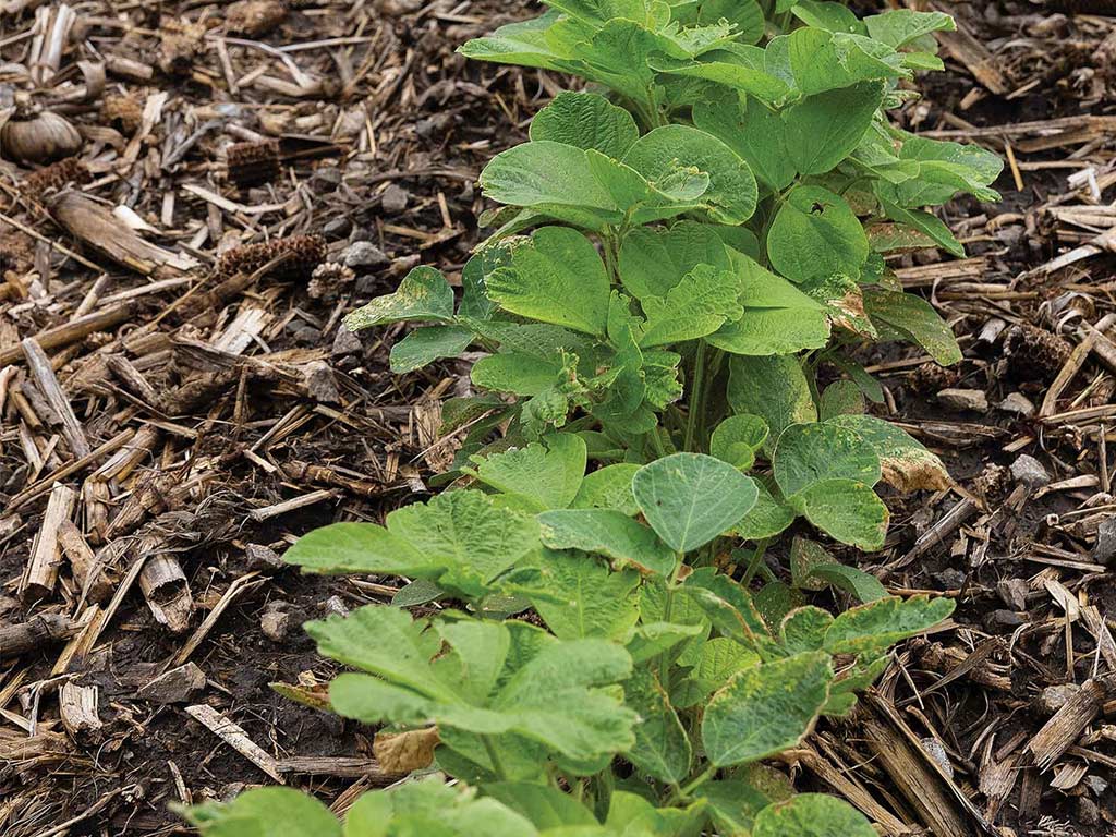 Close-up of crops growing in a field