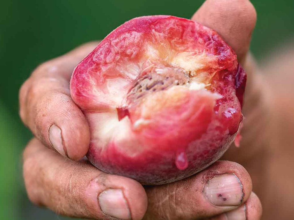 Close-up of a farmer's hand holding a ripe peach with a bite taken out of it