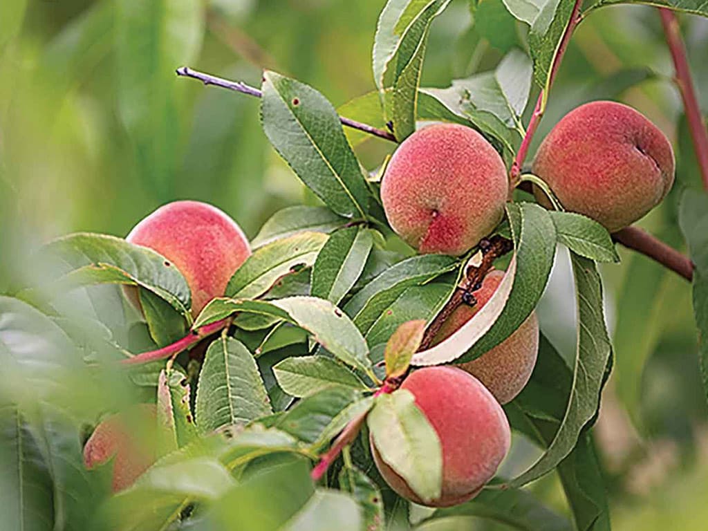 Clusters of ripe peaches nestled among vibrant green leaves.