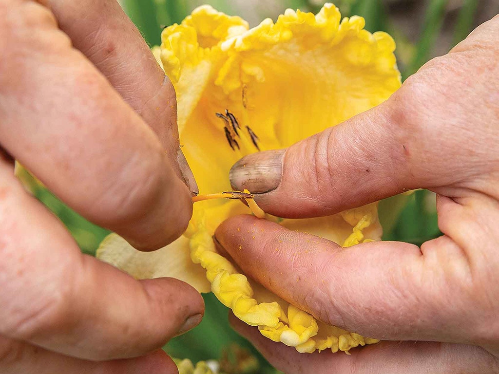Hands touching petals of a daylily