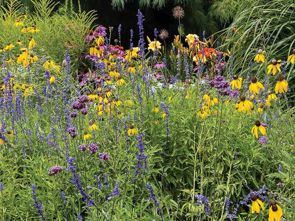 A patch of various plants and flowers
