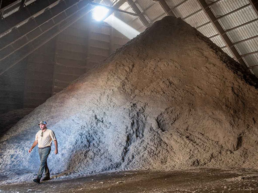 Man walking away from an enormous pile of cotton seed