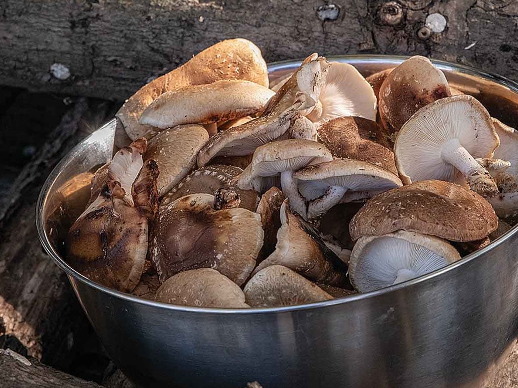 A silver bowl filled with an assortment of fresh shiitake mushrooms.
