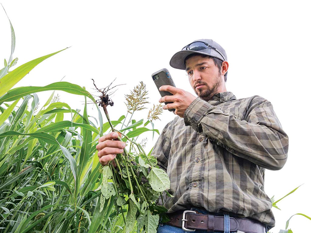 A farmer using his phone to photograph the roots of a crop