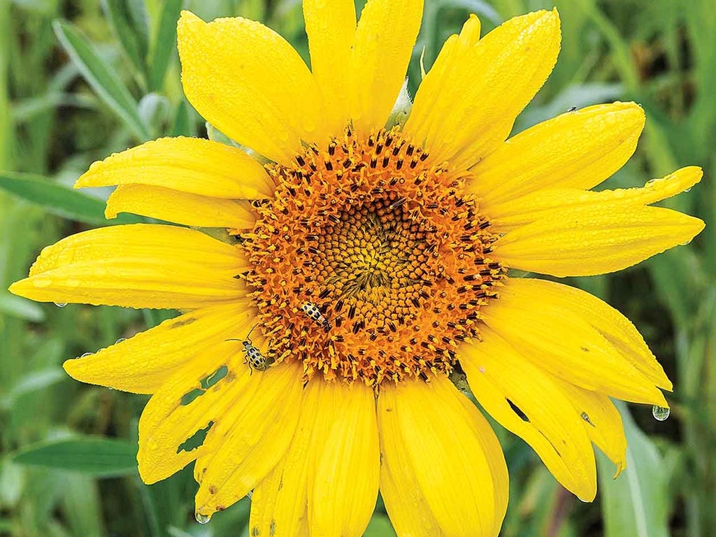 A closeup of sunflower