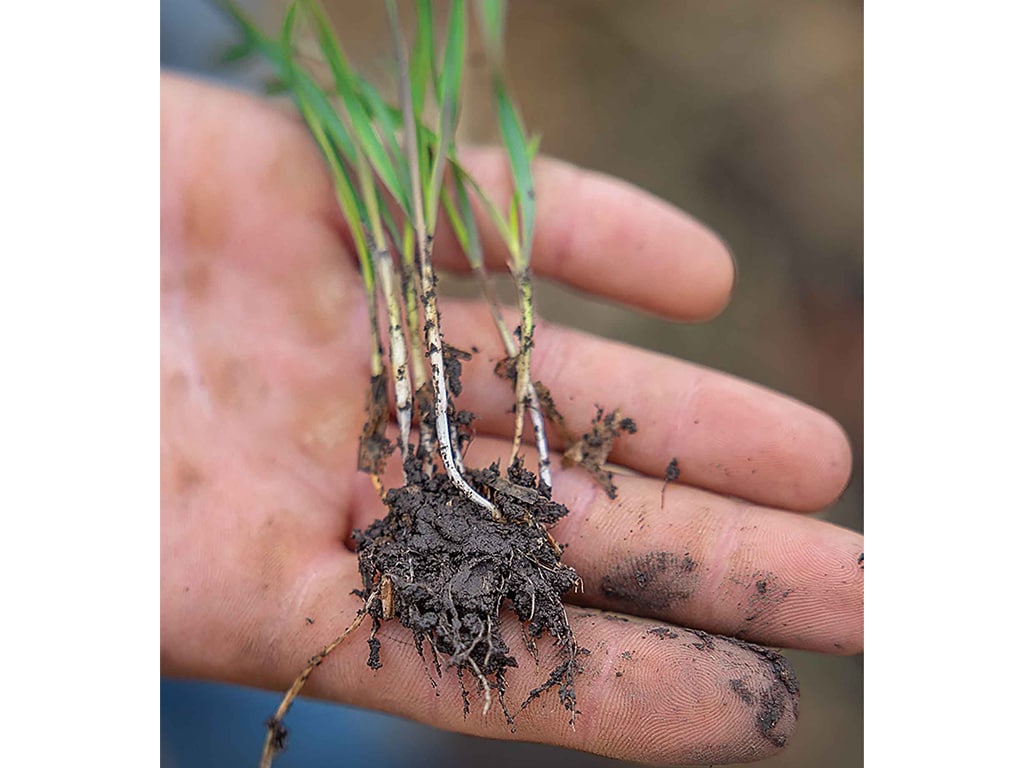 A hand holding a grass sprout with dirt on palm