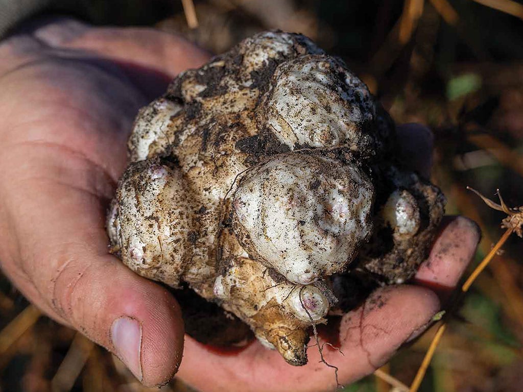 Close-up of a Jerusalem artichoke in a farmer's hand