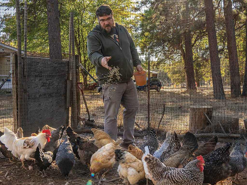 A person feeding a flock of chickens in a forested area, surrounded by trees and a wooden fence.