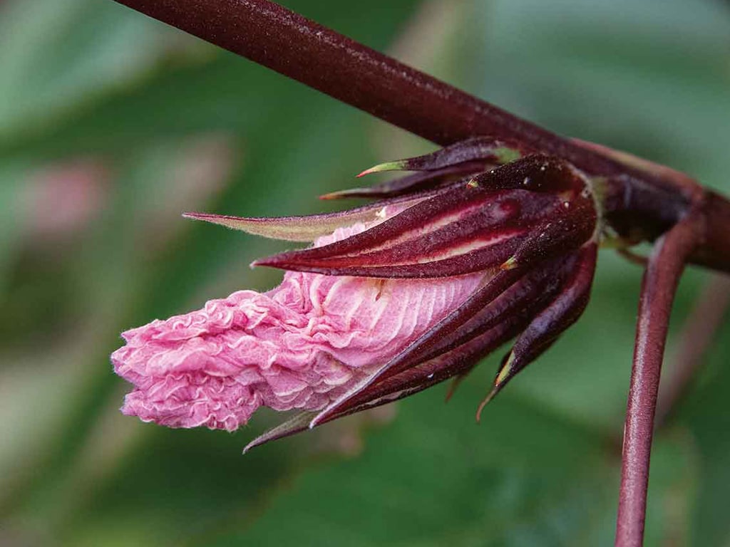 Close-up of blooming hibiscus flower
