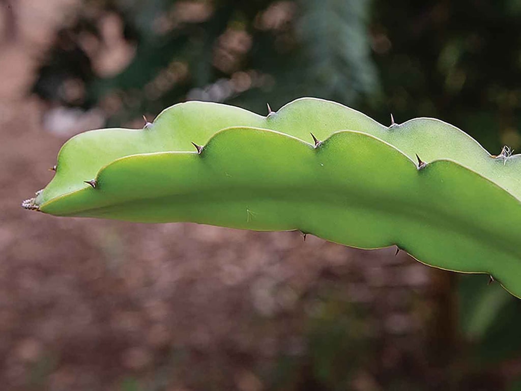 Close-up of a green cactus pad with wavy edges and small, sharp thorns.