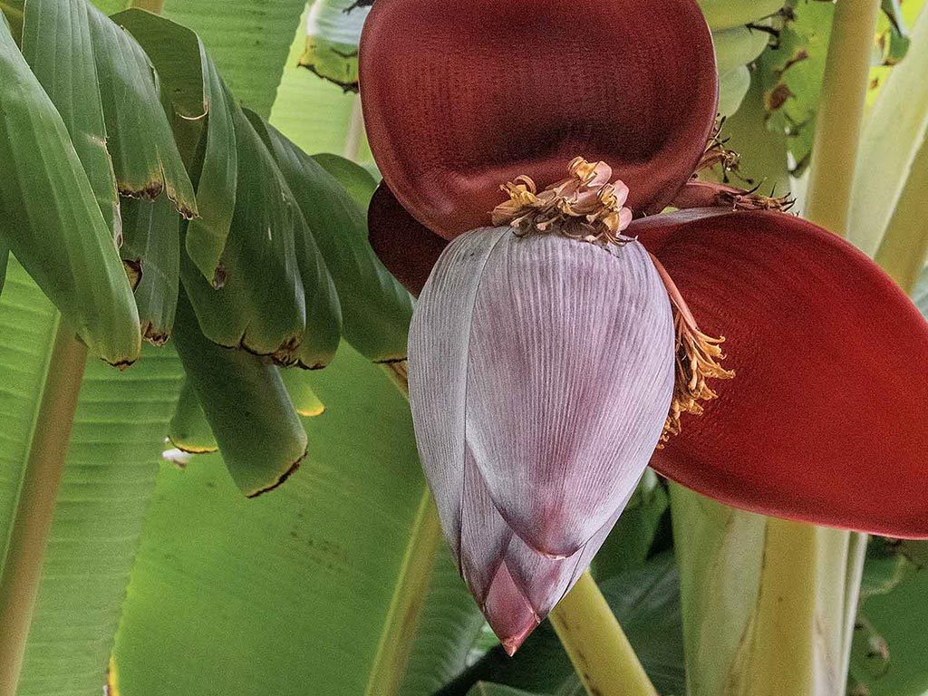 A close-up of a banana flower with vibrant red petals and a pale central bud.