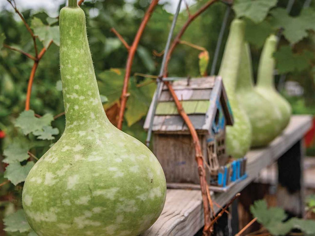 Three green gourds hang next to a rustic wooden birdhouse.