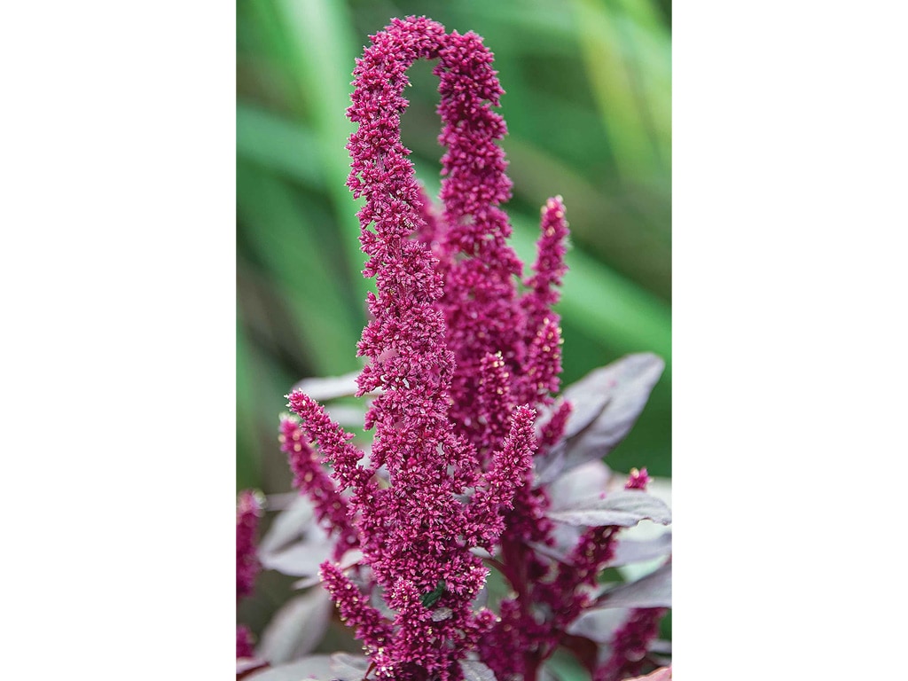 Close-up of vibrant magenta amaranth flowers against lush green foliage.