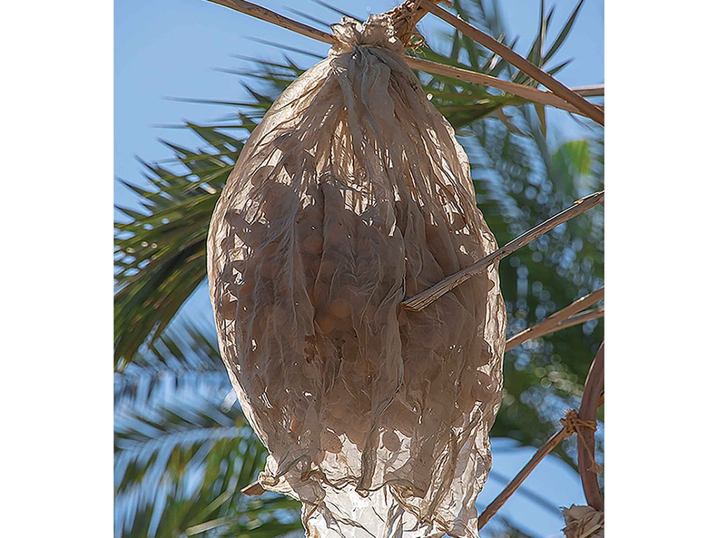 Dates in mesh bags hanging from palm tree 