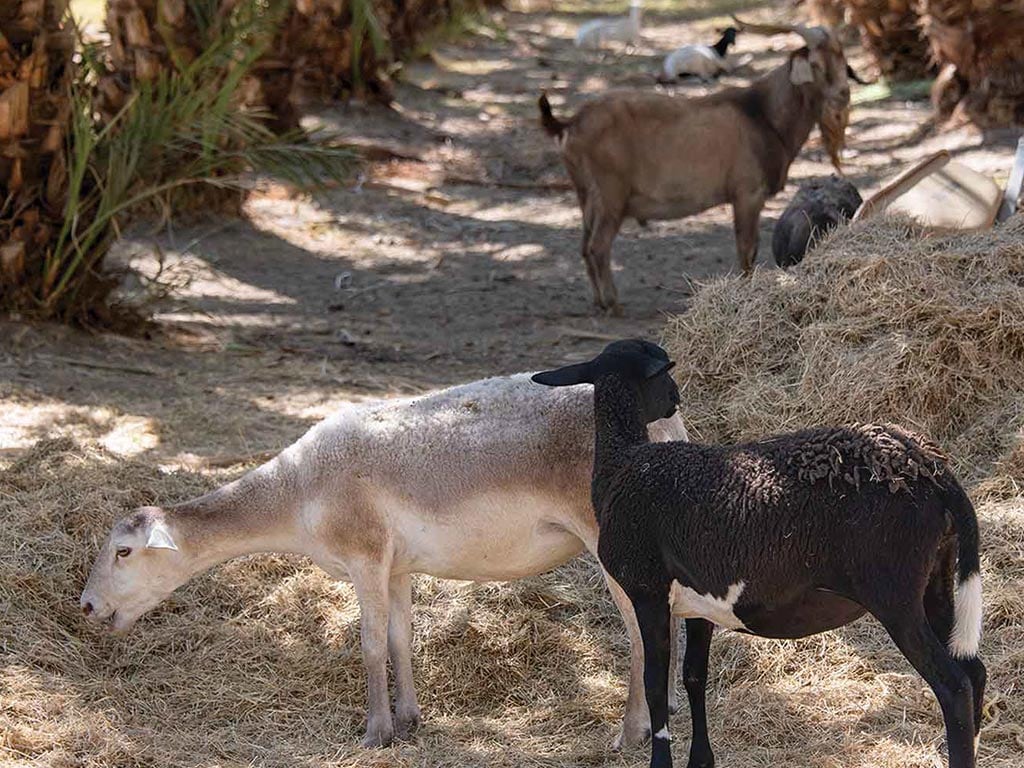 Goats searching for dates on ground