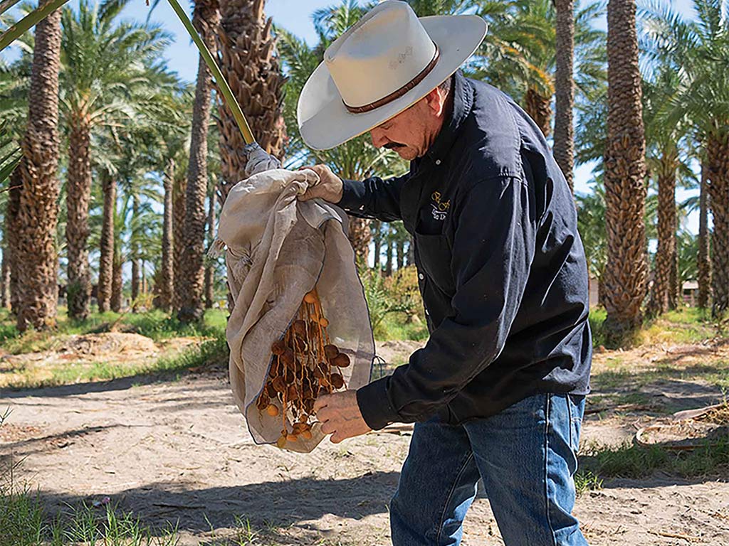 A farmer removing dates from bag around palm trees