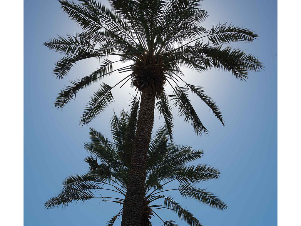 A palm tree in front of sun