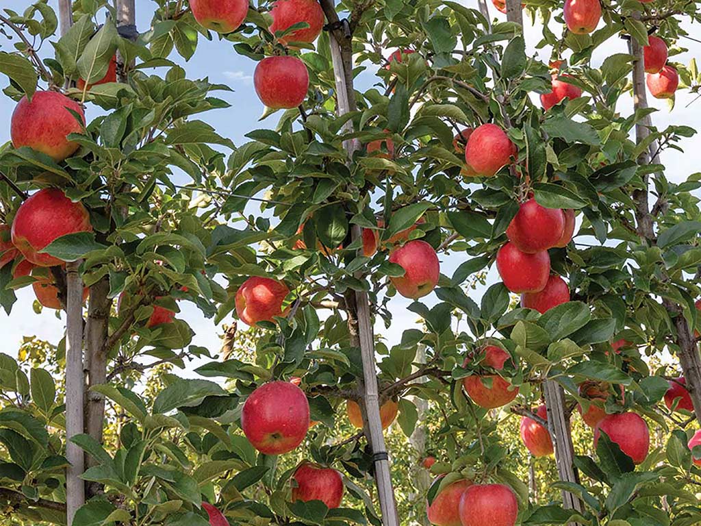 Lush apple trees laden with bright red apples against a clear blue sky.
