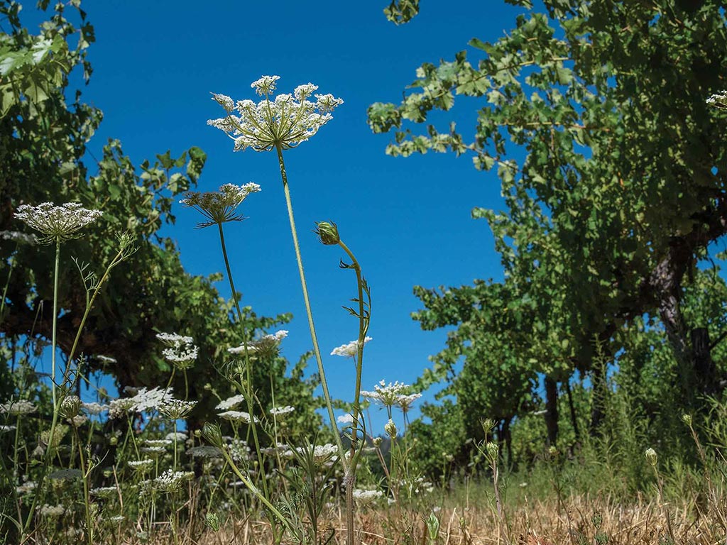 Close-up of white flowers surrounded by larger crops