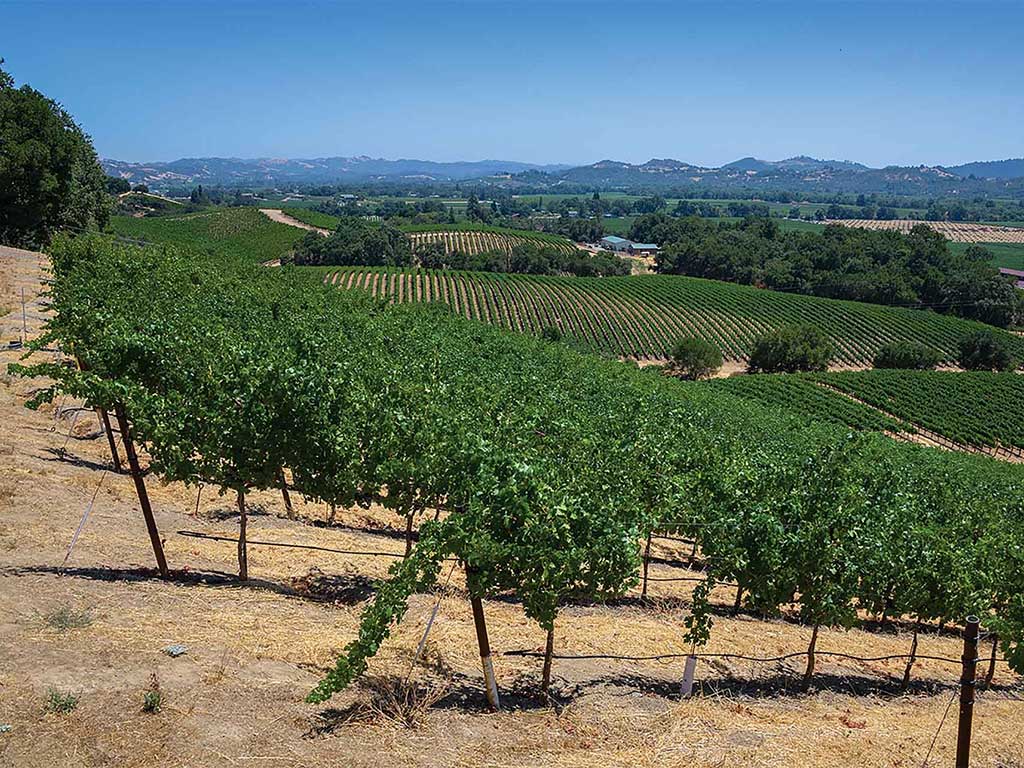 View of vineyard in daylight