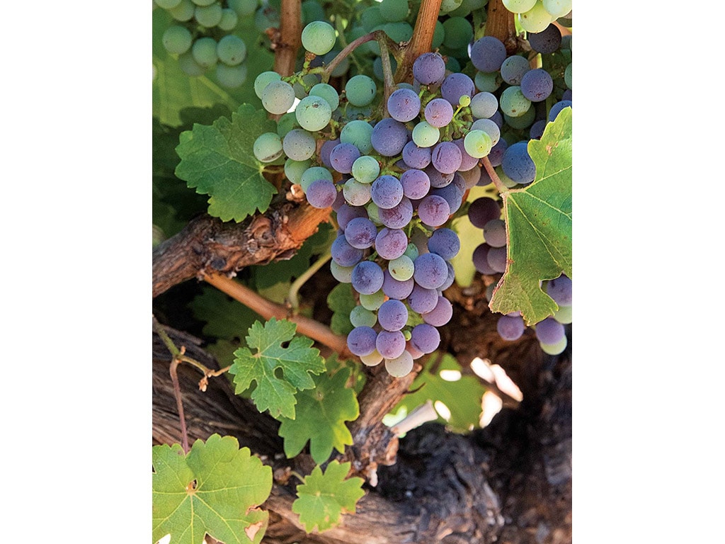 Close up of wine grapes on a vine