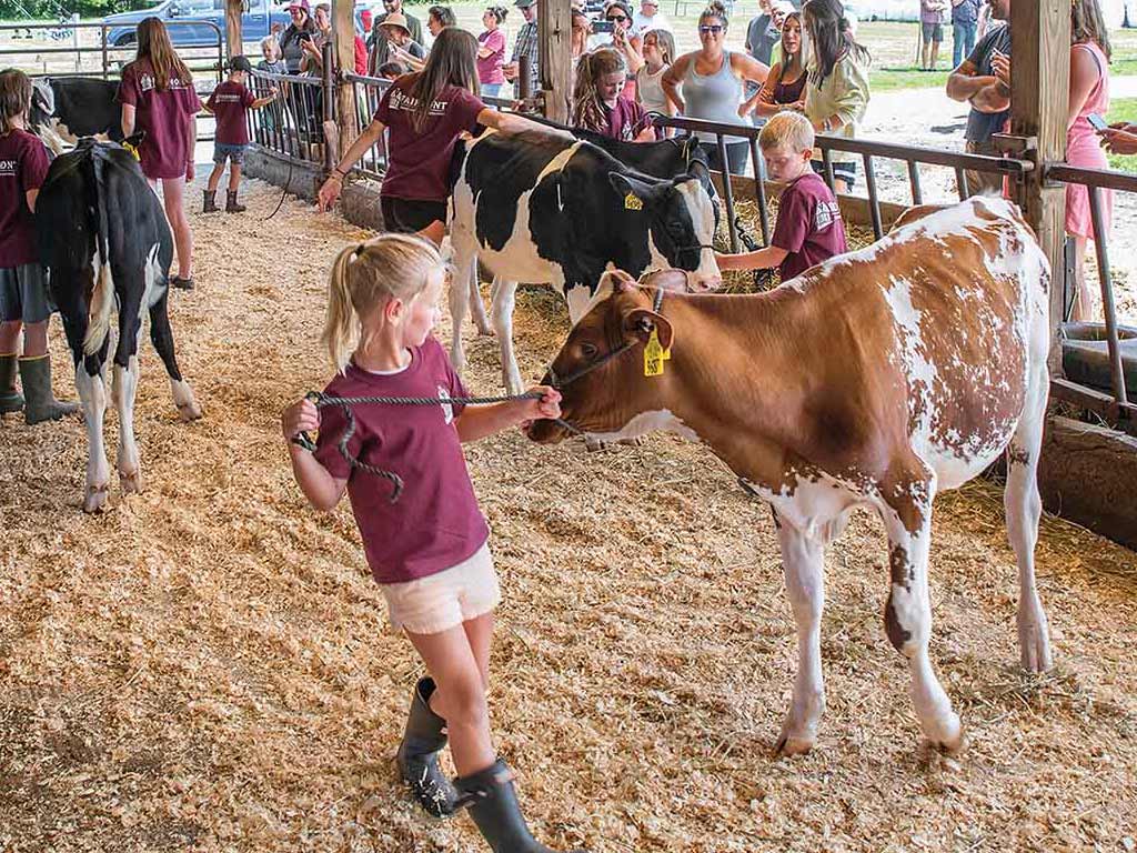 A kid leading a calf inside barn, surrounded by other children, adults, and calves