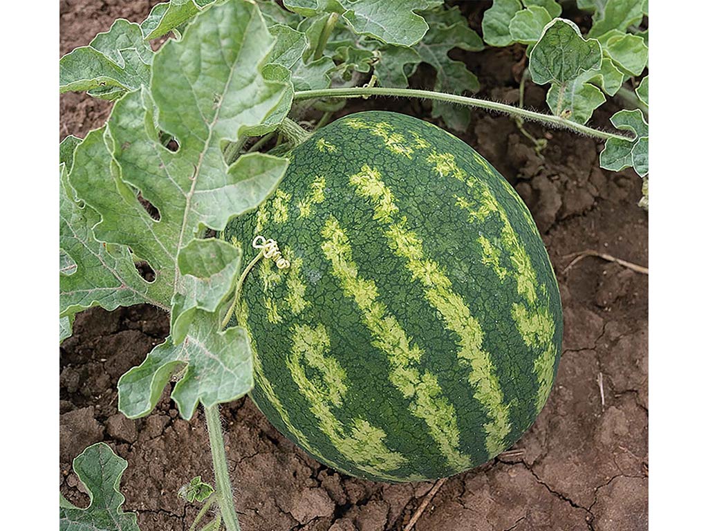 A watermelon growing in a field