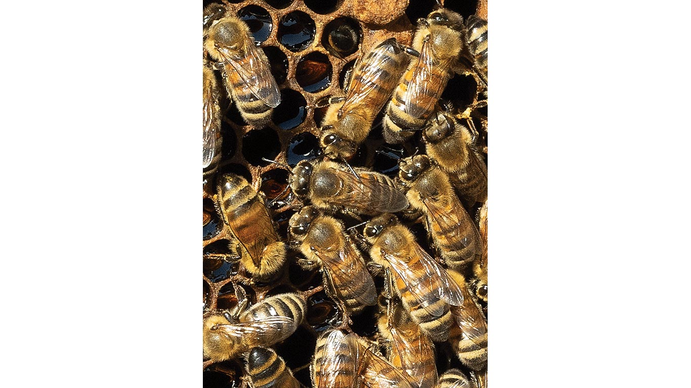 Close-up of honeybees clustered across hexagonal honeycomb cells.