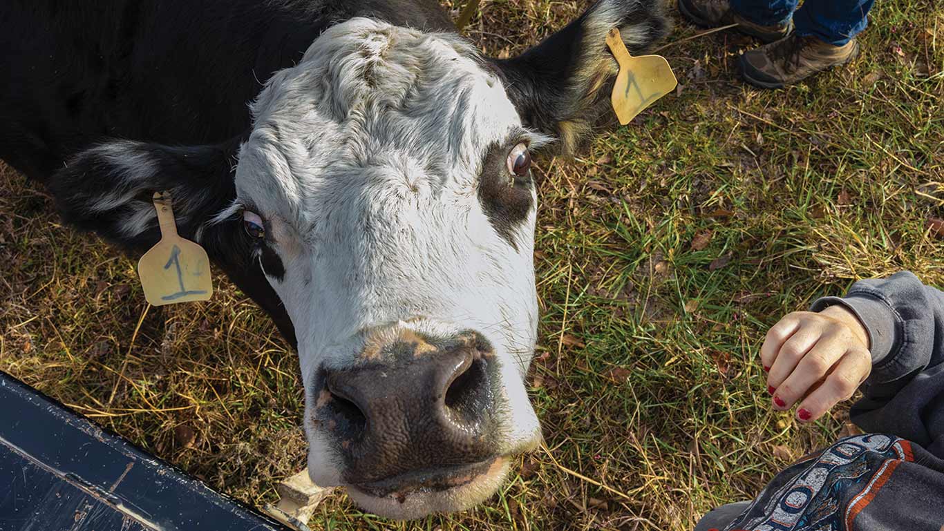 Close-up of a black-and-white cow with numbered ear tags standing on grass, with a person’s hand visible nearby.