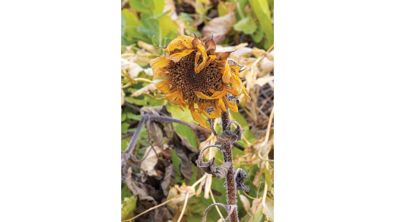 Wilted sunflower with drooping yellow petals and curled leaves growing in a field.
