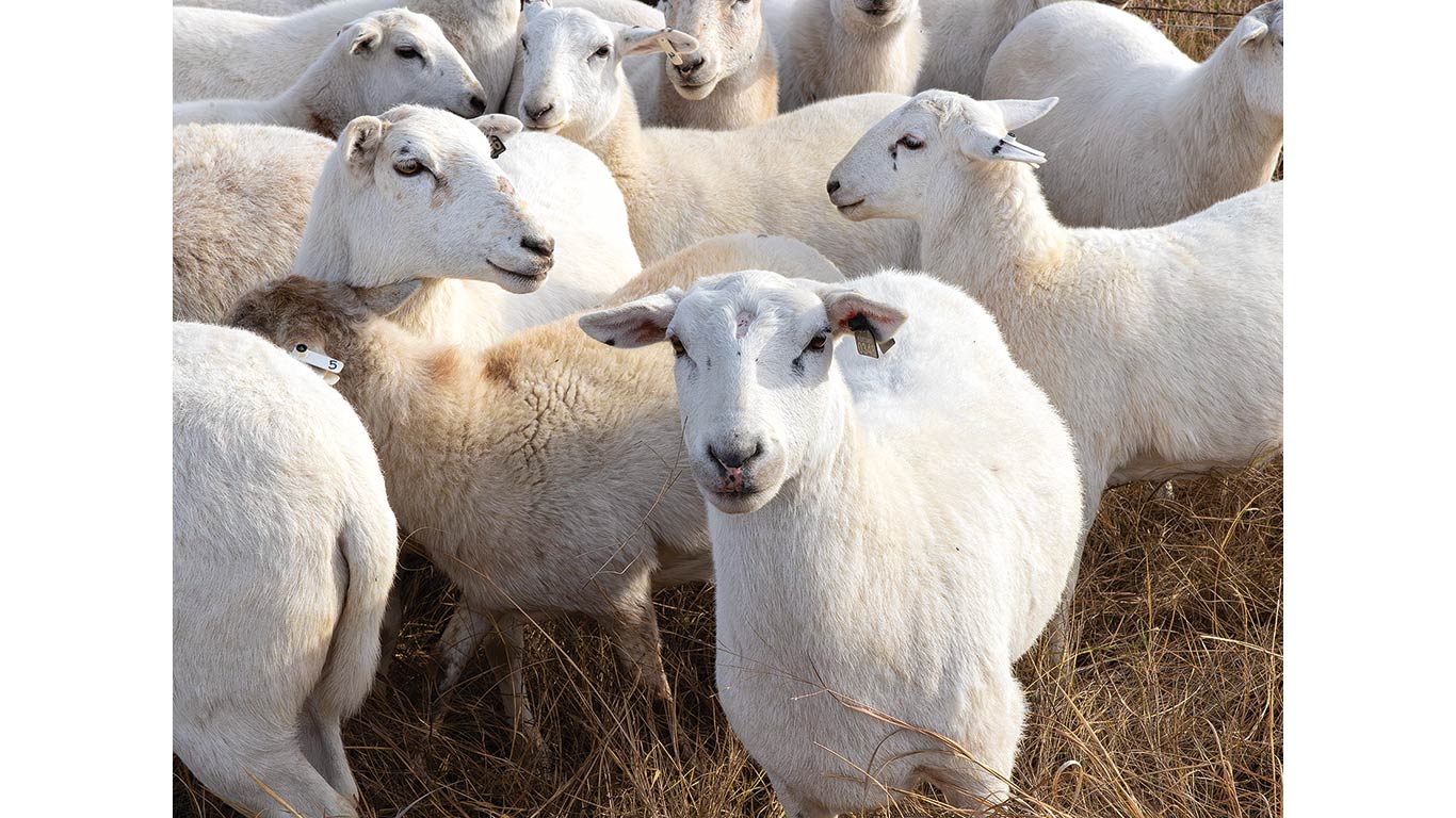 Group of white sheep standing closely together in a grassy field.
