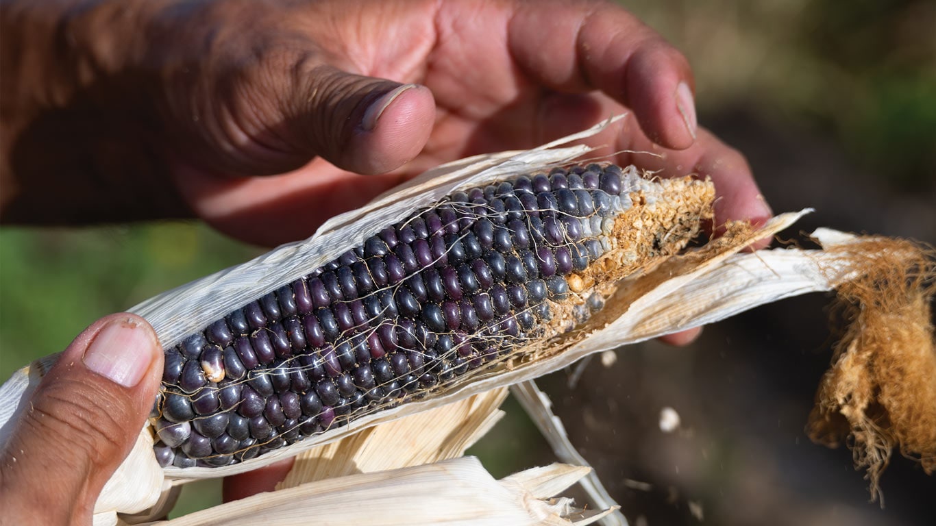 Hands peel back husk to reveal an ear of a dark purple corn cob in natural light.