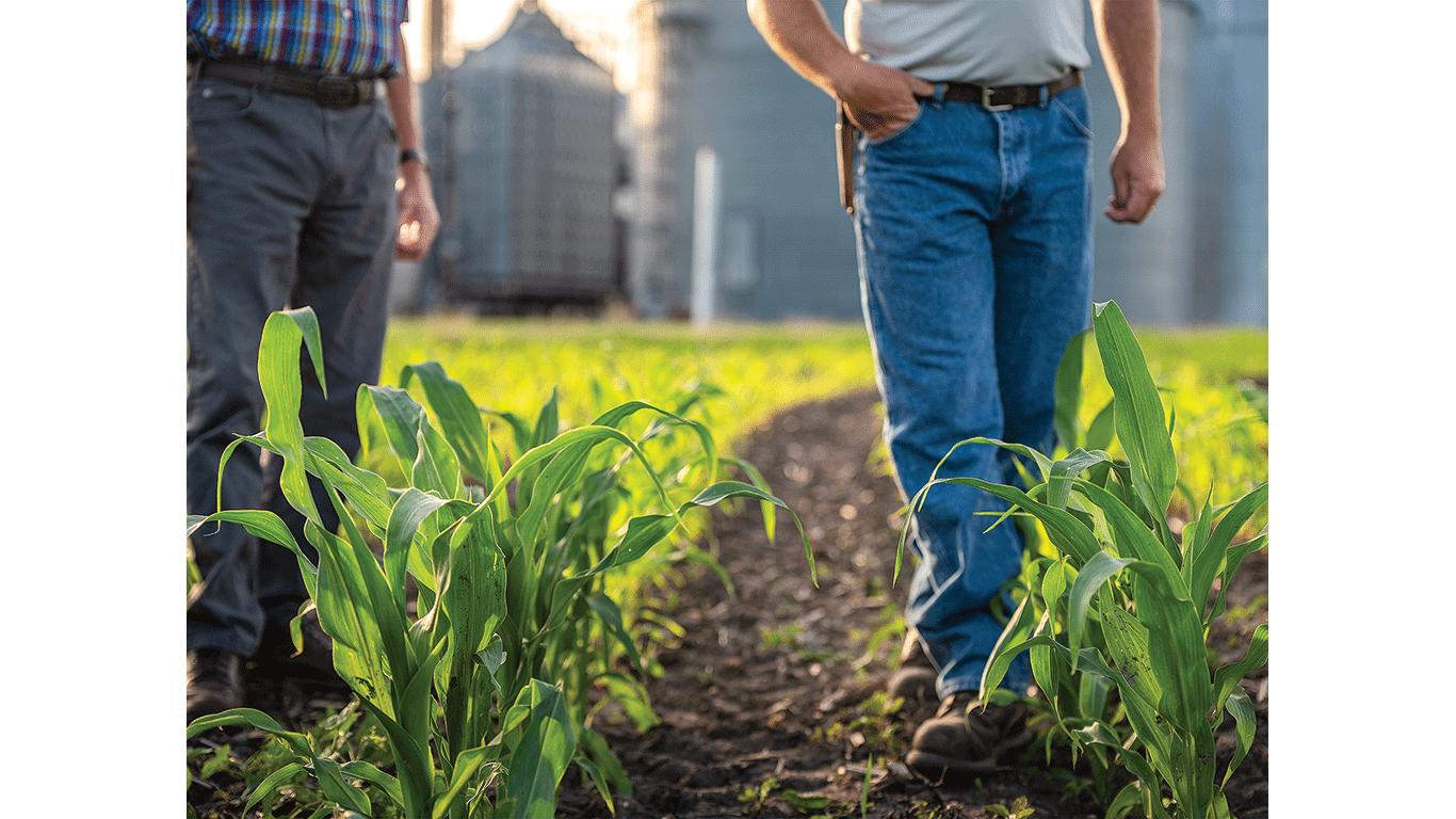 Two people walk between rows of young corn plants, with metal grain bins visible in the background.