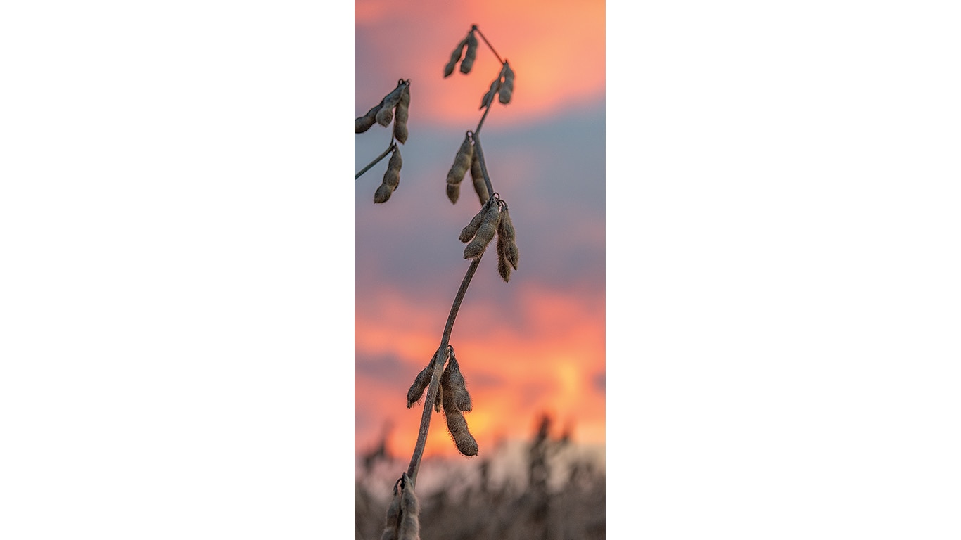 Soybean pods hanging from a plant stem silhouetted against a colorful sunset sky.