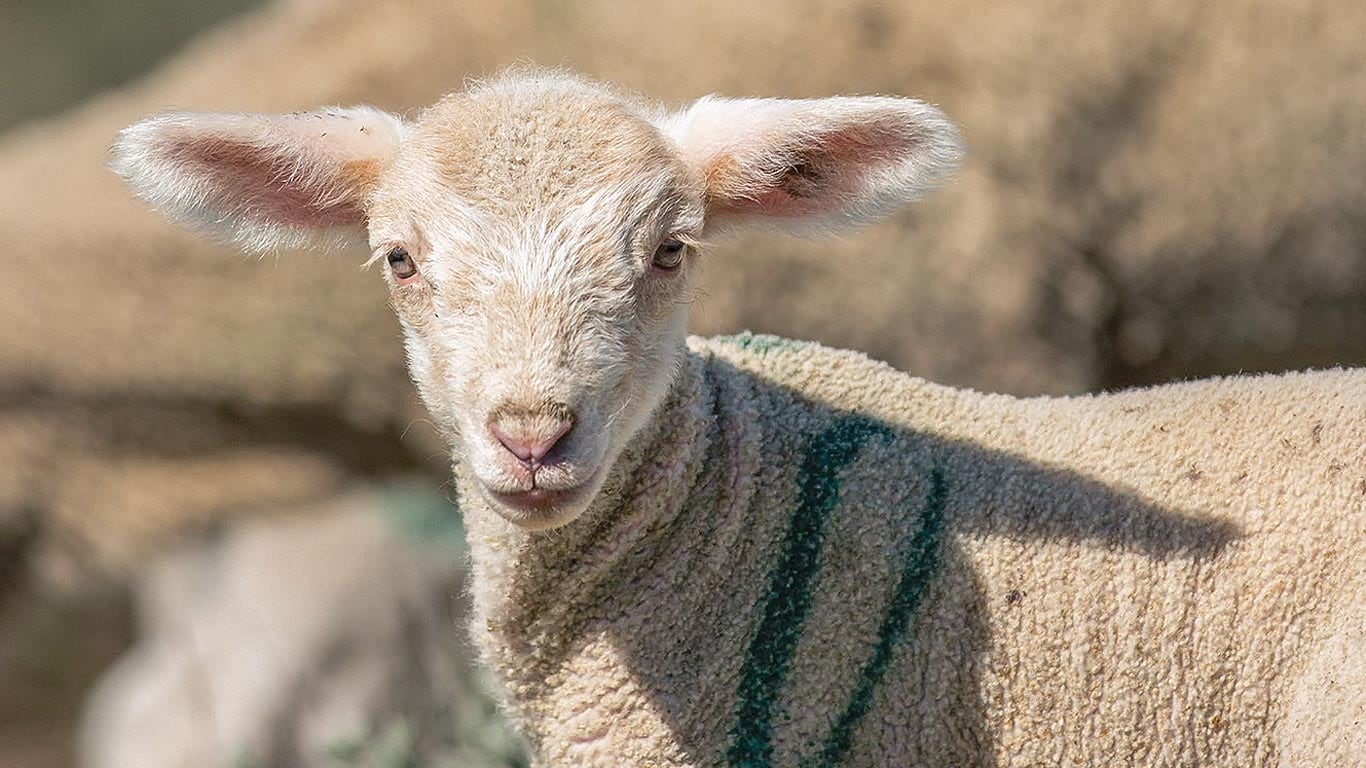 Young lamb with cream-colored wool and a green marking, standing outdoors.