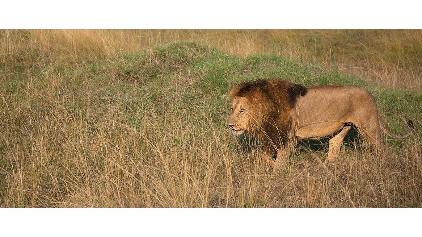Male lion walking through tall grass in a savanna landscape.