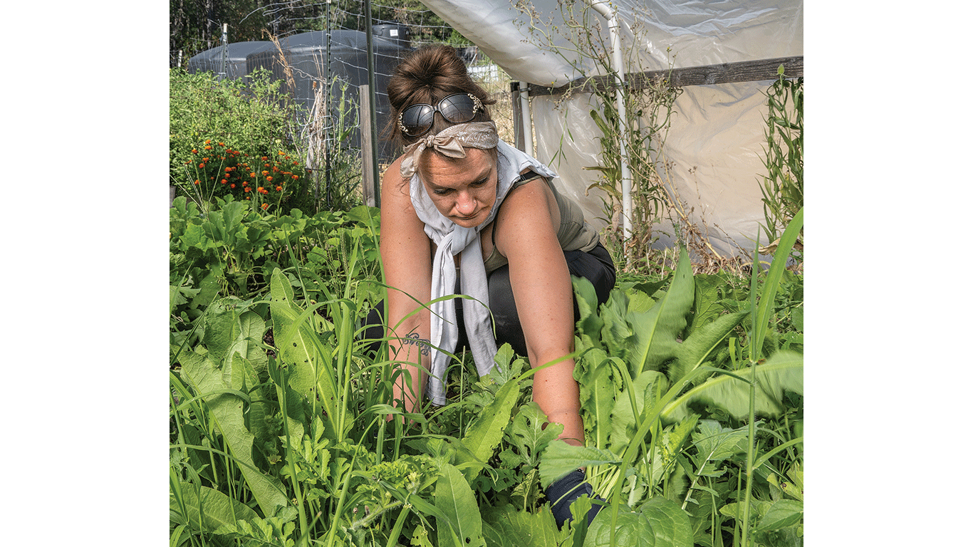 Person kneels among leafy green plants in a garden inside a greenhouse.