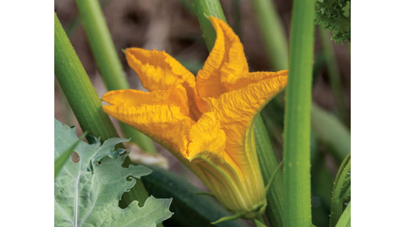 Close-up of a yellow squash blossom growing among green stems and leaves.