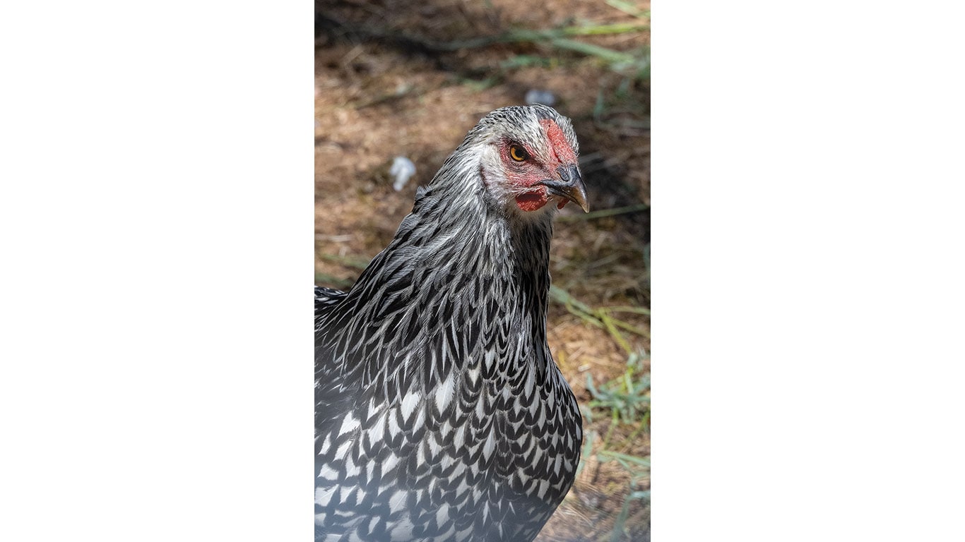 Black-and-white patterned hen standing outdoors on the ground