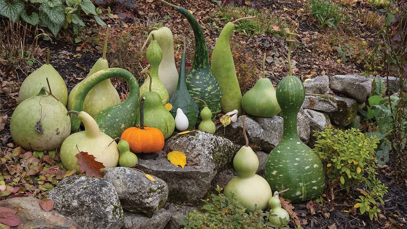 Assorted gourds arranged on stones in a garden.