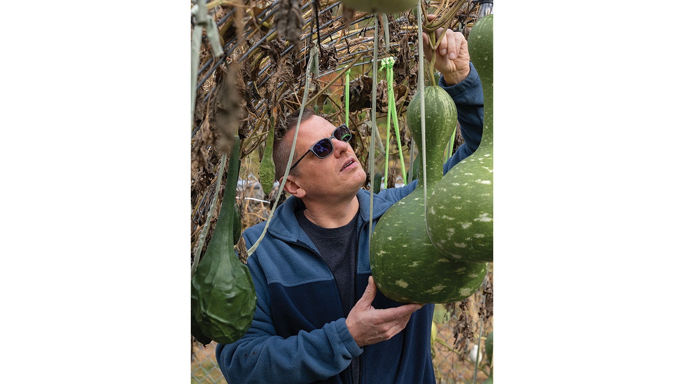 Man examines hanging gourds growing on a vine.