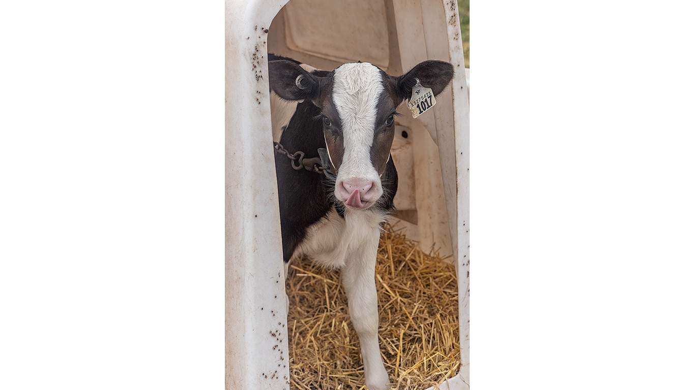 Young calf stands in a straw‑filled enclosure.